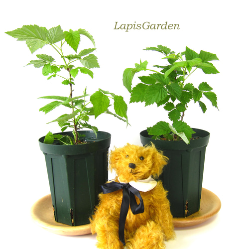 結実中☆トゲなしラズベリー☆グレンアンプル☆6号スリット鉢植え（大