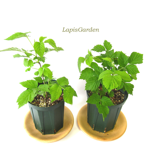 結実中☆トゲなしラズベリー☆グレンアンプル☆6号スリット鉢植え（大