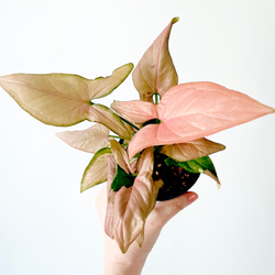 Premium Plants】エバーフレッシュ ネムノキ 観葉植物 大型 c その他