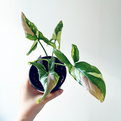 沖縄産】252. エバーフレッシュ 曲がり 8号鉢 観葉植物 大型 多肉植物