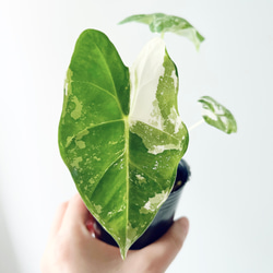 希少】124. アロカシア グリーンベルベット 斑入り 3号鉢 観葉植物