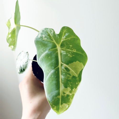 希少】124. アロカシア グリーンベルベット 斑入り 3号鉢 観葉植物