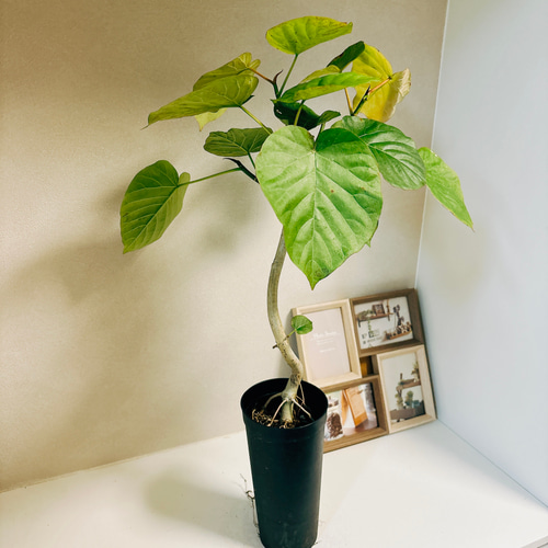 【現品】フィカス・ウンベラータ　曲がり　5号ポット（1） 観葉植物 フィカス ウンベラータ 5号 曲り プラスチック鉢