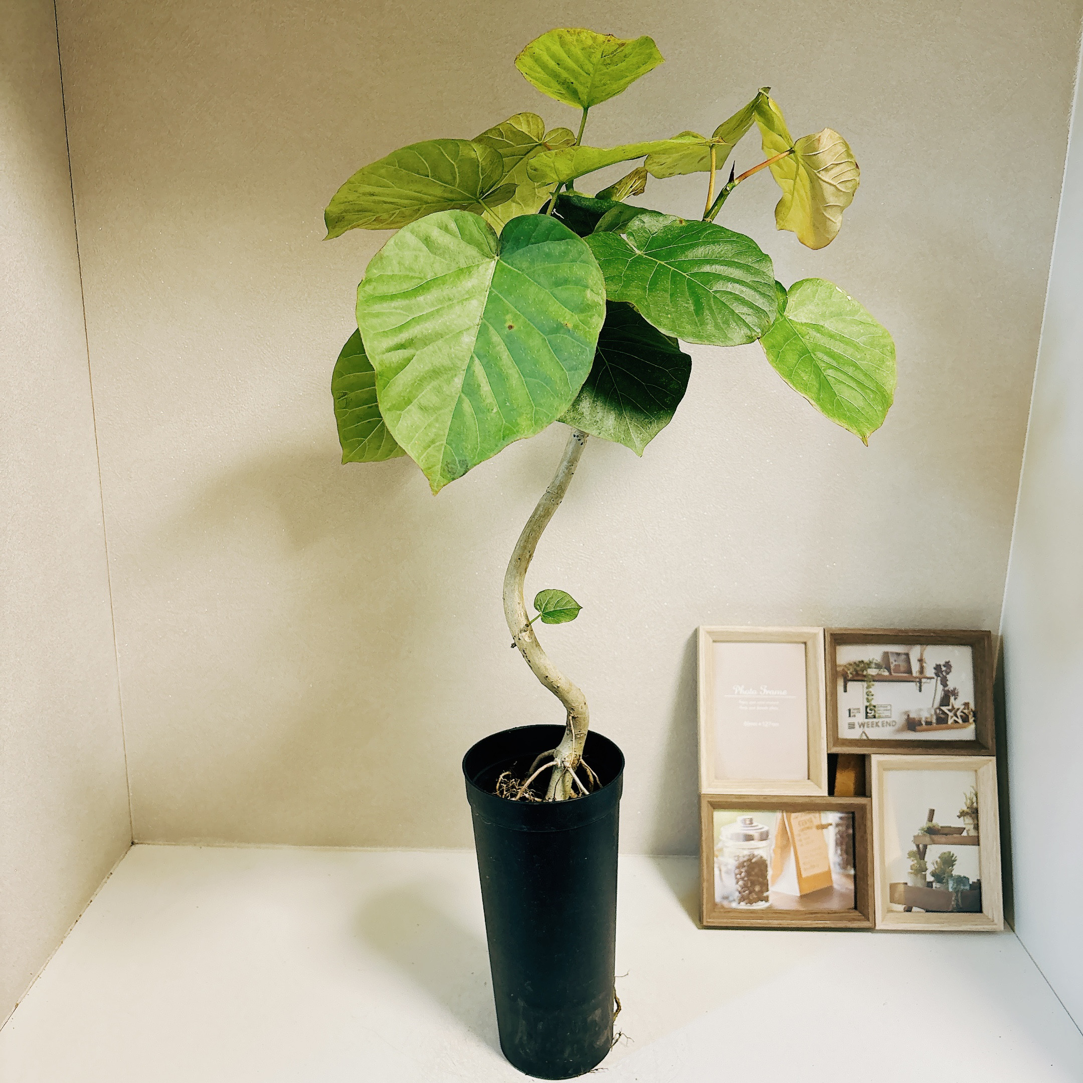 在庫］♡かわいい♡ フィカス ウンベラータ 曲がり 7号 観葉植物