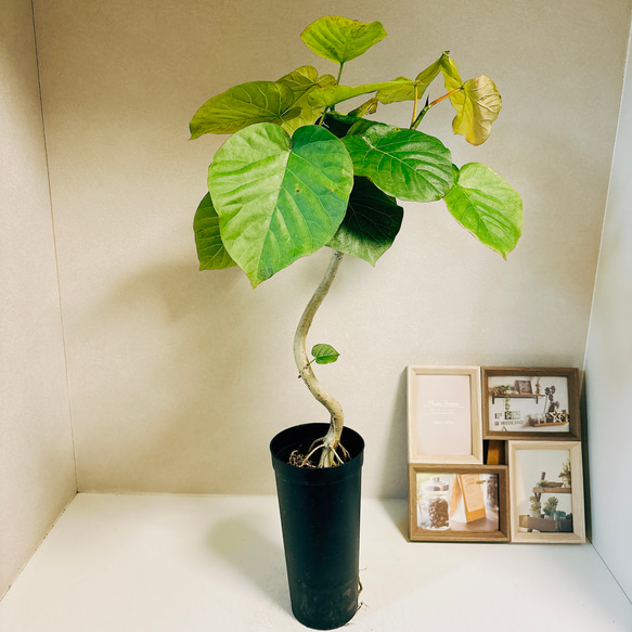 現品］1番 フィカス ウンベラータ 曲がり 3.5号 観葉植物 室内