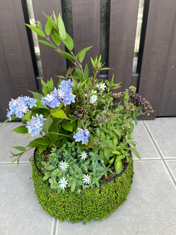 寄せ植え 花□大人可愛いバスケット 【公式通販】