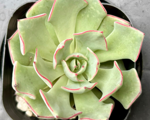 10b3ea80514cb081251c0814ada0f5