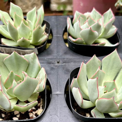 ストリクチフローラ ノヴァ 根付き 韓国苗 多肉植物 多肉植物 プクニク