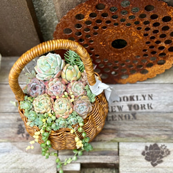 ロングハンドルカゴ 寄せ植え 韓国苗 多肉植物 プレゼント 母の日 多肉