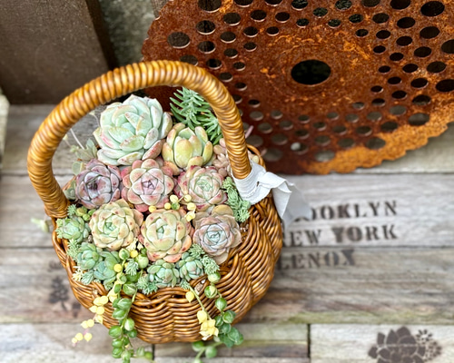 特大❣️豪華根付き韓国苗寄せ植え❣️ ◇多肉植物◇韓国苗◇抜き苗◇このまま飾れるハート型リース寄せ