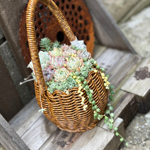 ロングハンドルカゴ 寄せ植え 韓国苗 多肉植物 プレゼント 母の日 多肉