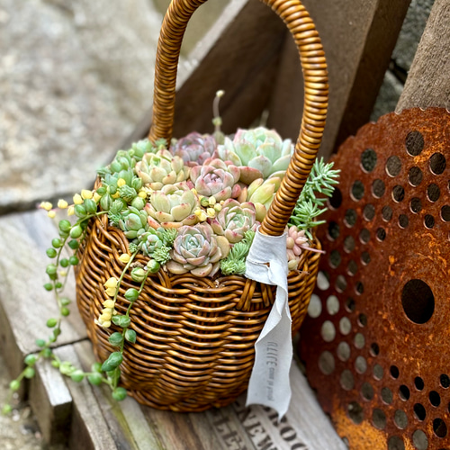 ロングハンドルカゴ 寄せ植え 韓国苗 多肉植物 プレゼント 母の日 多肉