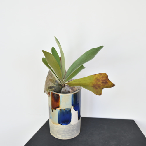 鉢植え　コウモリラン　ビカクシダ　大株 dショッピング |コウモリラン（立性） 8号 セラアート鉢 黒色