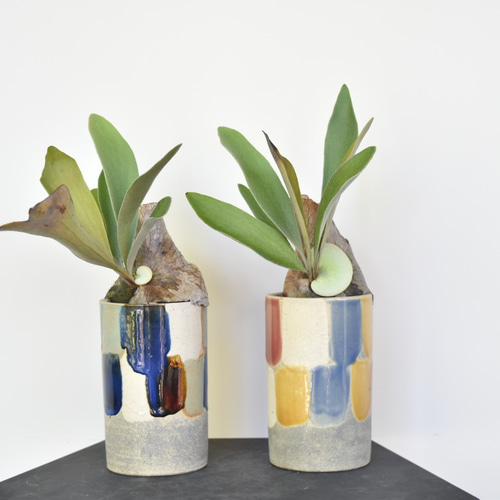 ビカクシダ鉢植え/コウモリラン 多肉植物 Grace Up Green 通販