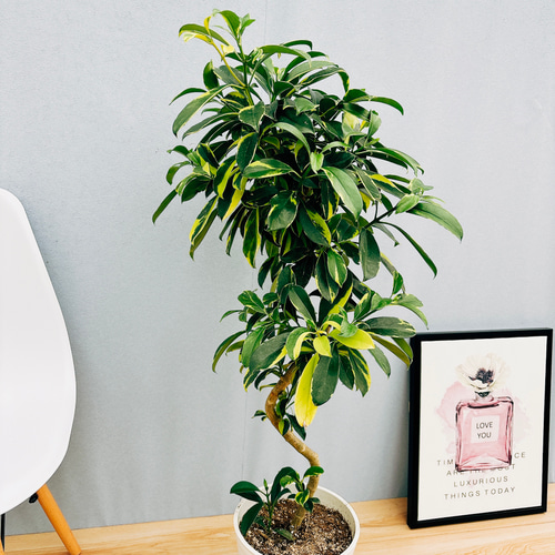 現品］【希少】3番 ファグラエア ベルテロアナ バリエガータ 8号