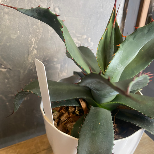 アガベ　コロラータ　シュプリーム アガベ・コロラータ「スプリーム」 5号ポット | | アガベ