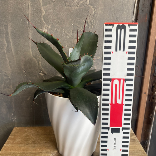 アガベ コロラータ シュプリーム 5寸ロング その他インテリア雑貨 Risa