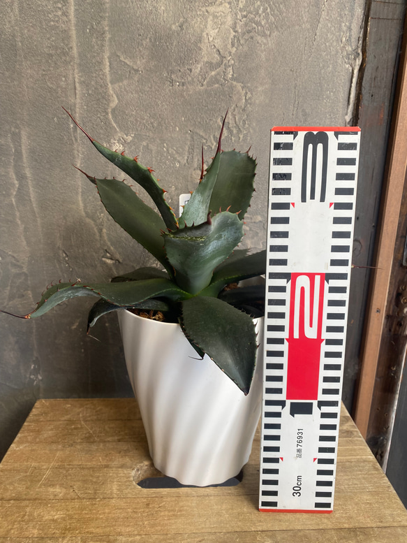 アガベ　コロラータ　シュプリーム 成長記録]アガベ・コロラータ・シュプリーム-PlantsLog.GIF