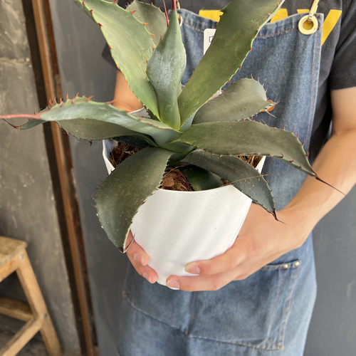 アガベ コロラータ シュプリーム 5寸ロング その他インテリア雑貨 Risa