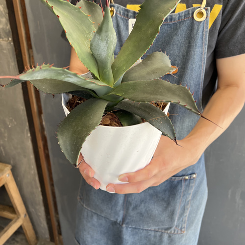 アガベ　コロラータ　シュプリーム アガベ コロラータ シュプリーム』🌵 青灰色の葉に赤い鋸歯を