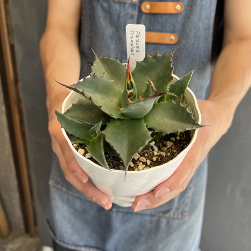 アガベ パラサナ トライアンファント 4寸ロング その他インテリア雑貨