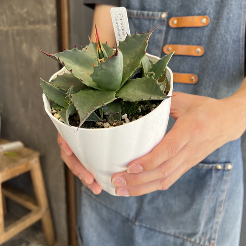 アガベ　パラサナ　トライアンファント アガベ パラサナ ”トライアンファント” agave parrasana 