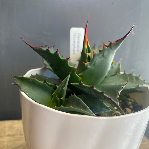 アガベ パラサナ トライアンファント 4寸ロング その他インテリア雑貨  