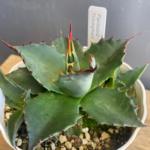 アガベ パラサナ トライアンファント 4寸ロング その他インテリア雑貨