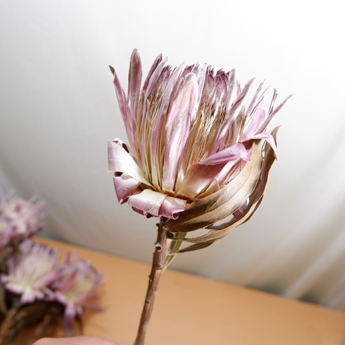 プロテア ピンクアイス フリーズドライフラワー freeze-dried flower