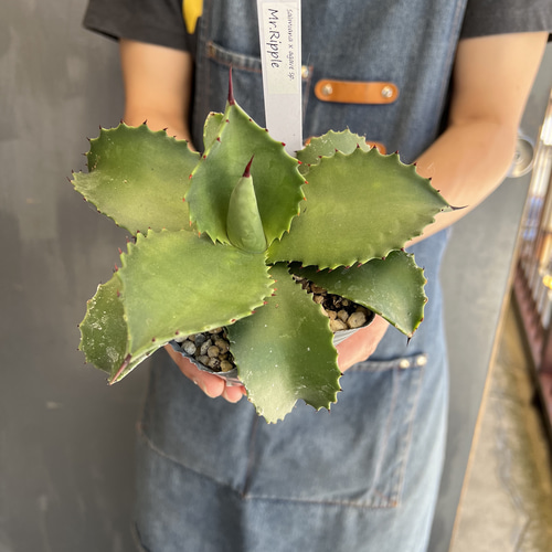 アガベ ミスターリップル 大株 【公式通販】