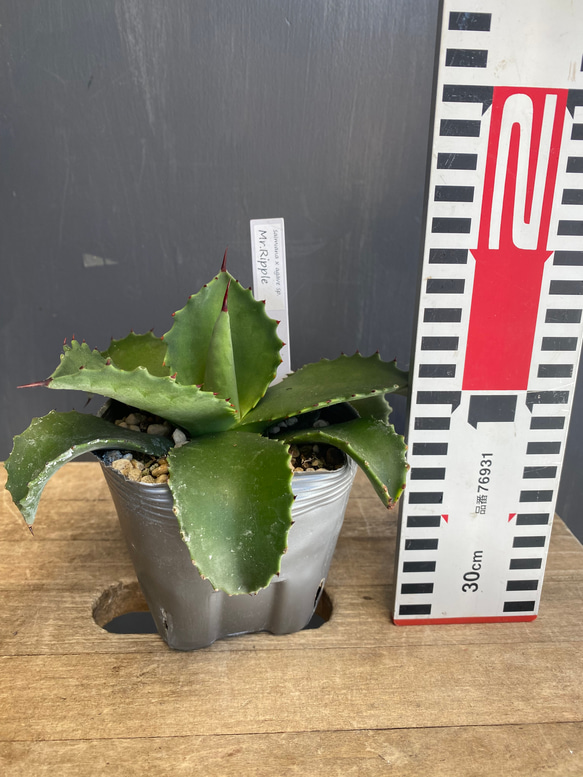 アガベ サルミアナ ミスターリップル