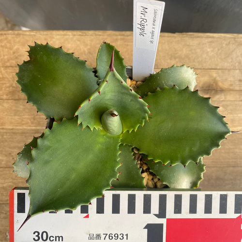 アガベ サルミアナ ミスターリップル