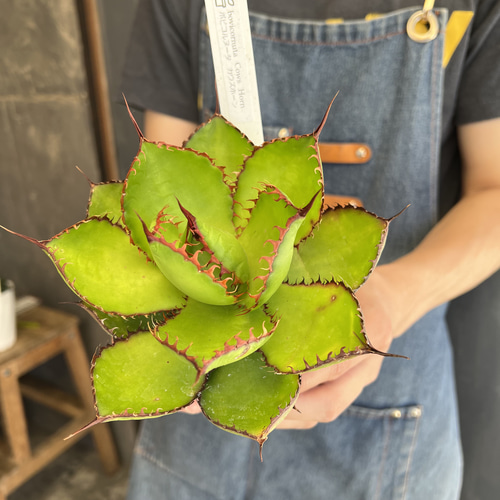 アガベ ボビコルヌータ カウズホーン 3寸ポット その他