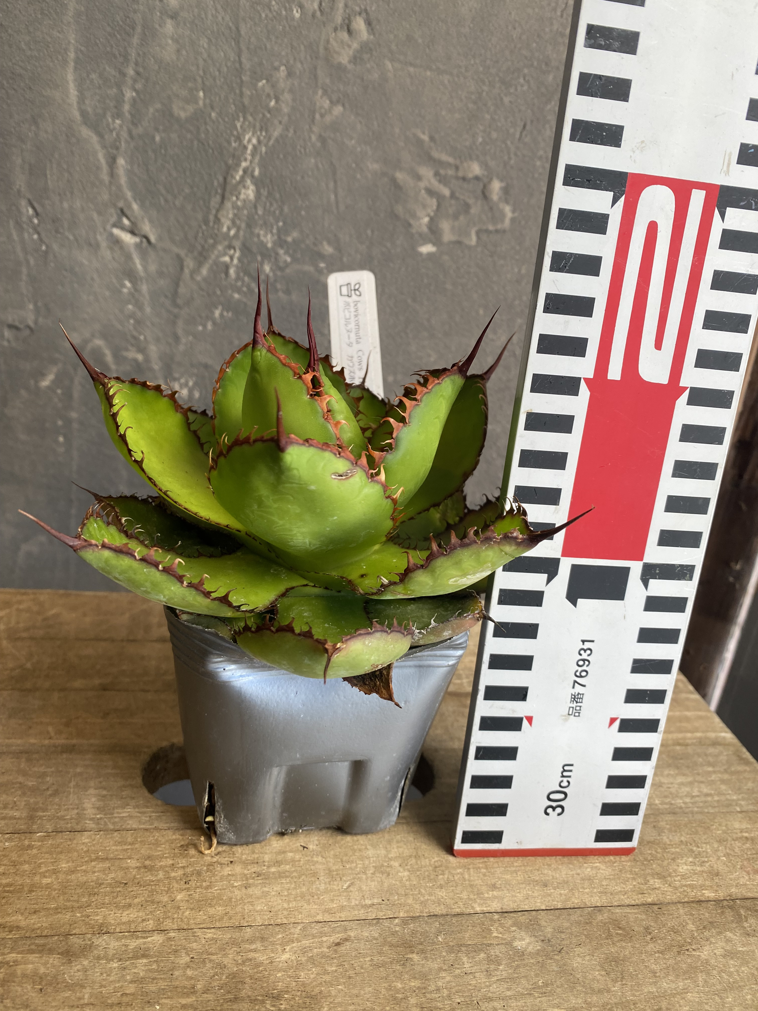 アガベ カウズホーン斑入り　6寸ポット アガベ カウズホーン斑入り 6寸ポット