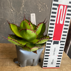 アガベ カウズホーン斑入り 6寸ポット