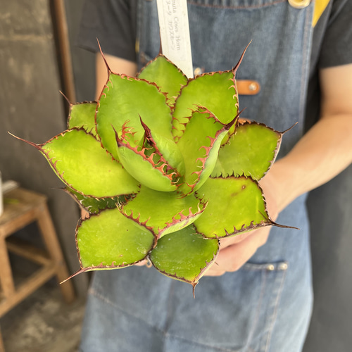 アガベ ボビコルヌータ カウズホーン 3寸ポット その他インテリア雑貨