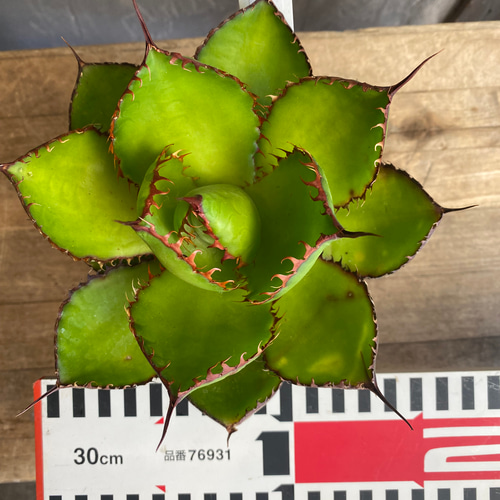 agave アガベ ボビコルヌータ カウズホーン 白覆輪斑 アガベ
