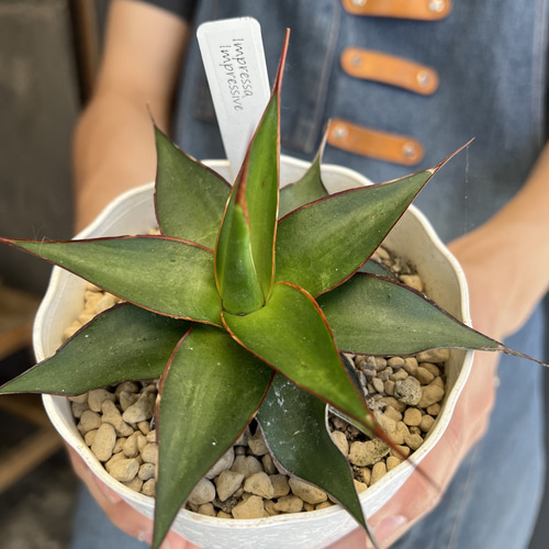 【レア物】アガベ　 インプレッサ 　ペンキ付き 大株46cm レア物】アガベ インプレッサ ペンキ付き 大株46cm