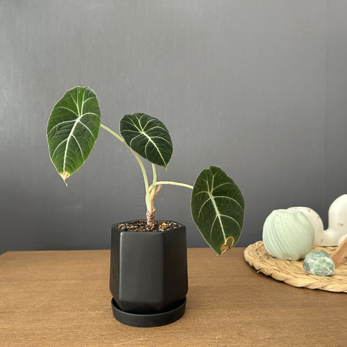 1点限定販売♡ミニ観葉植物 アロカシア ブラックベルベット インテリア