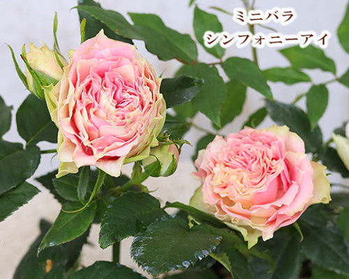 花苗 ミニバラ クリームピンクロスアロマ 3号ポット 芳香性