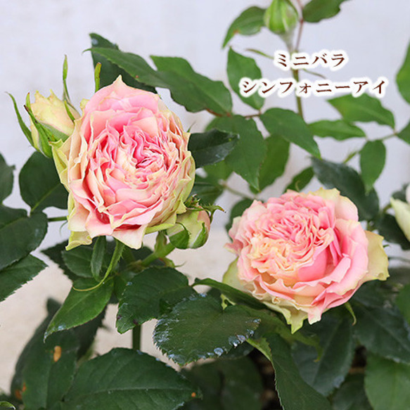 花苗 ミニバラ シンフォニーアイ 3号ポット 四季咲き ピンク