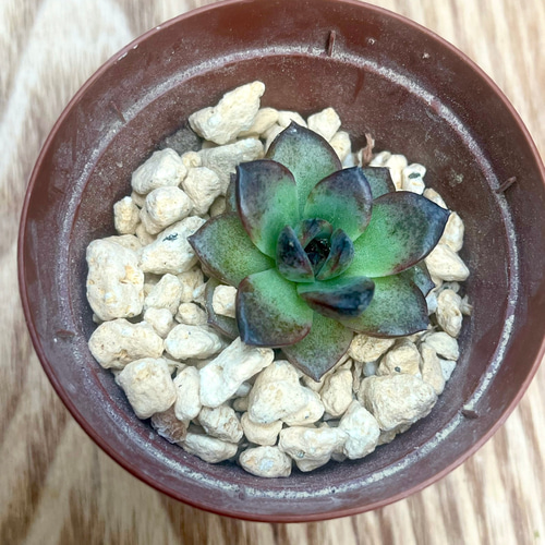 ブラックディーバ(小)◎多肉植物 カット苗 韓国苗 エケベリア等 商品