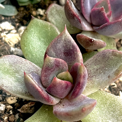 特別価格!!多肉植物 エケベリア 韓国苗 グレーププリンセス(送料