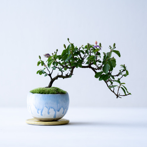 花芽あり＊睡蓮木｜白山のうつわ 盆栽 Sekibokka 通販 17722417