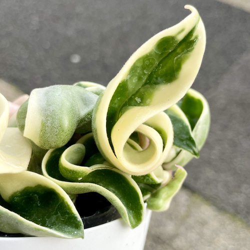 【現品】ホヤ・カルノーサ・コンパクタ斑入り　7号吊鉢　３R番 PLANCHU 観葉植物 ホヤ カルノーサ コンパクタ 4号吊り鉢 育て方