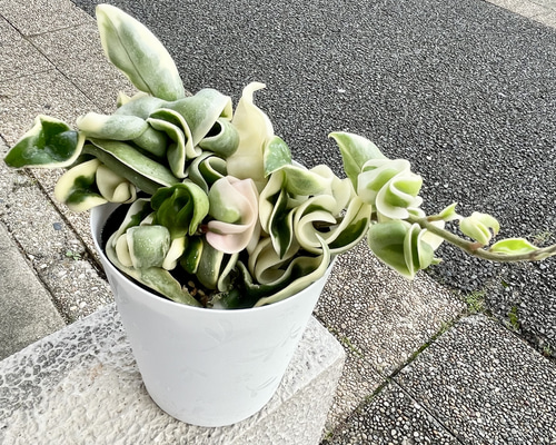 極斑 ホヤ カルノーサ コンパクタ その他インテリア雑貨 PLANTS