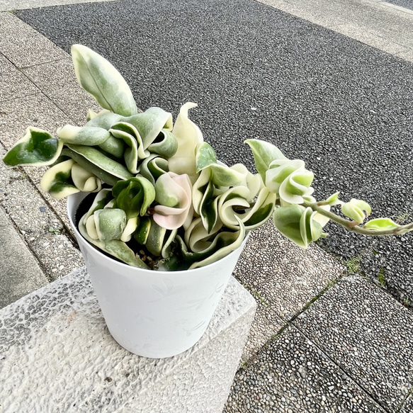 極斑 ホヤ カルノーサ コンパクタ その他インテリア雑貨 PLANTS SHOP