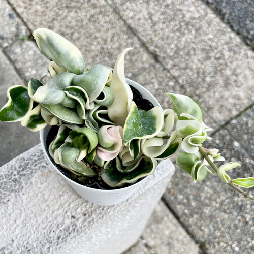 極斑 ホヤ カルノーサ コンパクタ その他インテリア雑貨 PLANTS