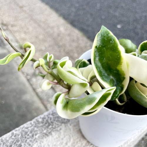 極斑 ホヤ カルノーサ コンパクタ その他インテリア雑貨 PLANTS SHOP