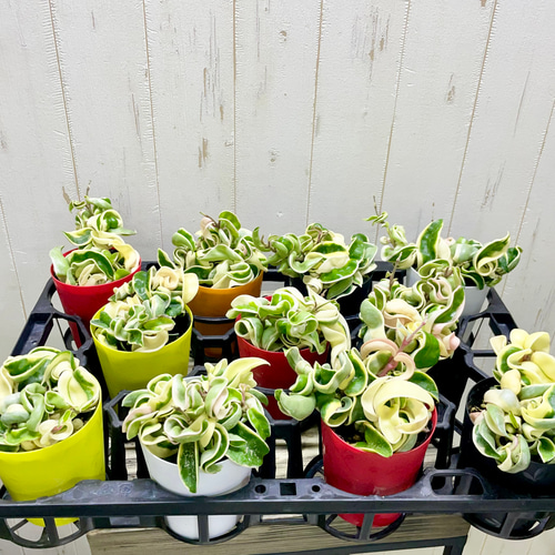 極斑 ホヤ カルノーサ コンパクタ その他インテリア雑貨 PLANTS SHOP